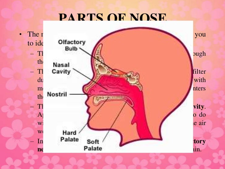 parts of the nose
