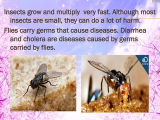 Insects Multiplying Grade 3 PPT_Science_Q2_W5_Day 1.pptx guide | PPTX