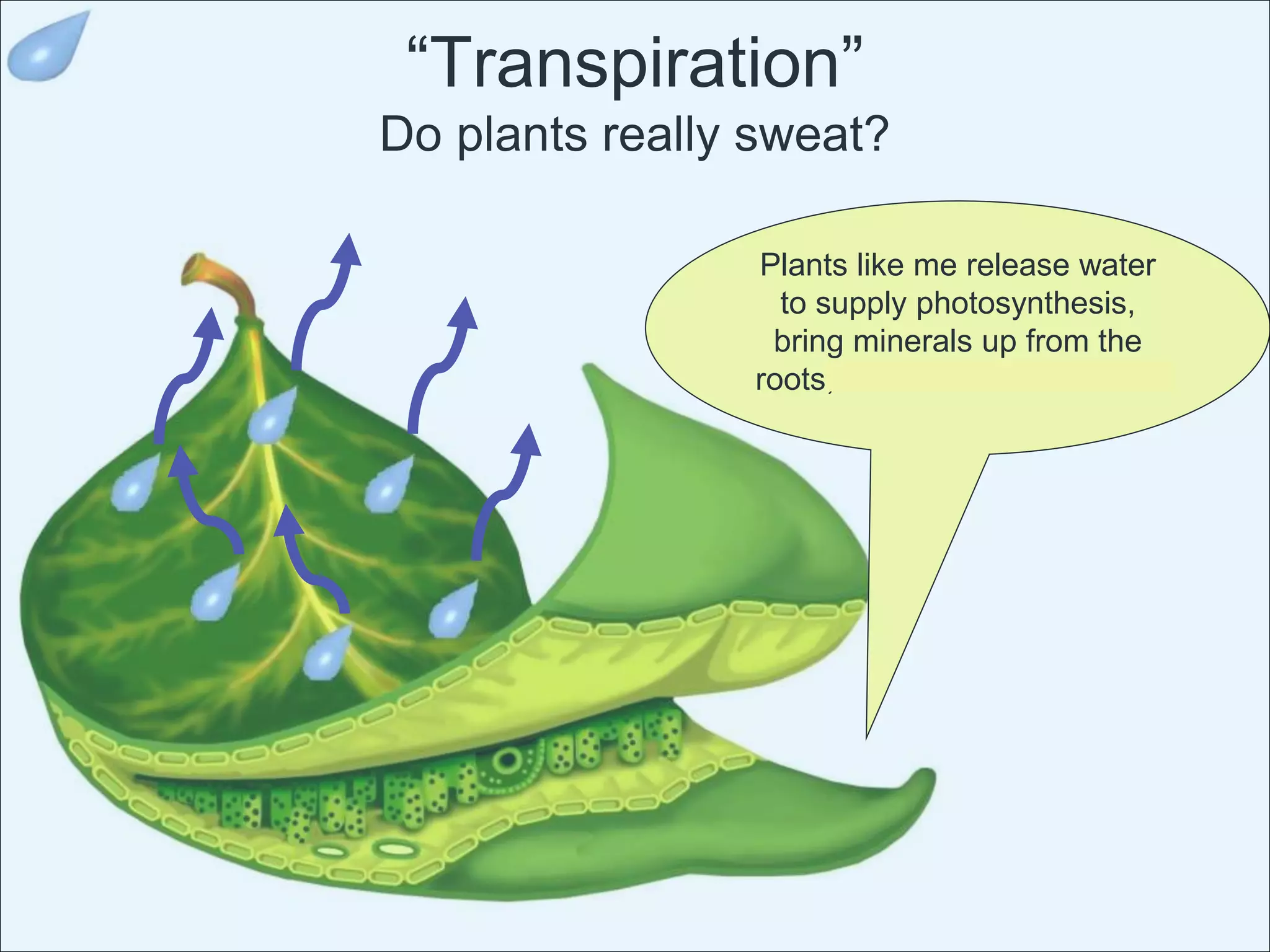 grade 3 water cycle | PPT