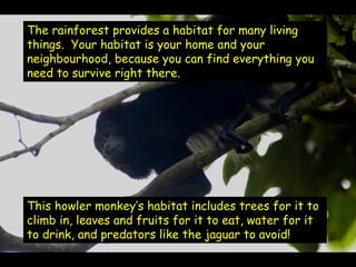 Jaguars require a large habitat, but some animals
may be able to get everything that they need under a
                  s...