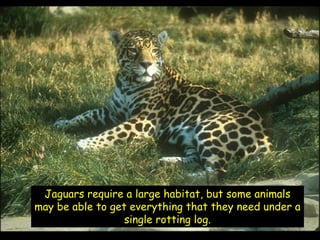 Jaguars require a large habitat, but some animals
may be able to get everything that they need under a
                  single rotting log.
 