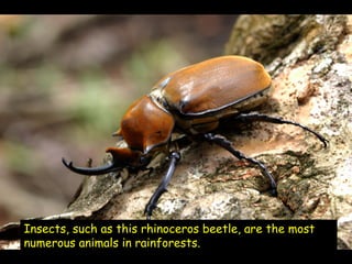 Insects, such as this rhinoceros beetle, are the most
numerous animals in rainforests.
 