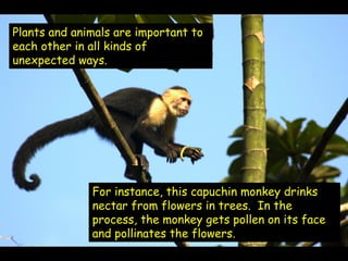 Plants and animals are important to
each other in all kinds of
unexpected ways.




              For instance, this capuchin monkey drinks
              nectar from flowers in trees. In the
              process, the monkey gets pollen on its face
              and pollinates the flowers.
 