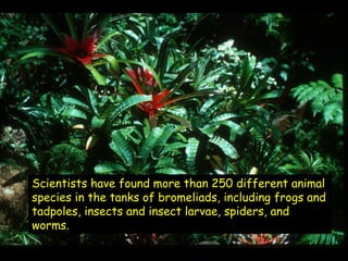 One animal that depends
on the bromeliad is the
poison-arrow frog.

      The life cycle of
      the poison-arrow
      f...