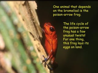 One animal that depends
on the bromeliad is the
poison-arrow frog.

      The life cycle of
      the poison-arrow
      frog has a few
      unusual twists!
      For one thing,
      this frog lays its
      eggs on land.
 