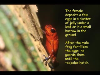 The female
deposits a few
eggs in a cluster
of jelly under a
leaf or in a small
burrow in the
ground.

After the male
frog fertilizes
the eggs, he
guards them
until the
tadpoles hatch.
 