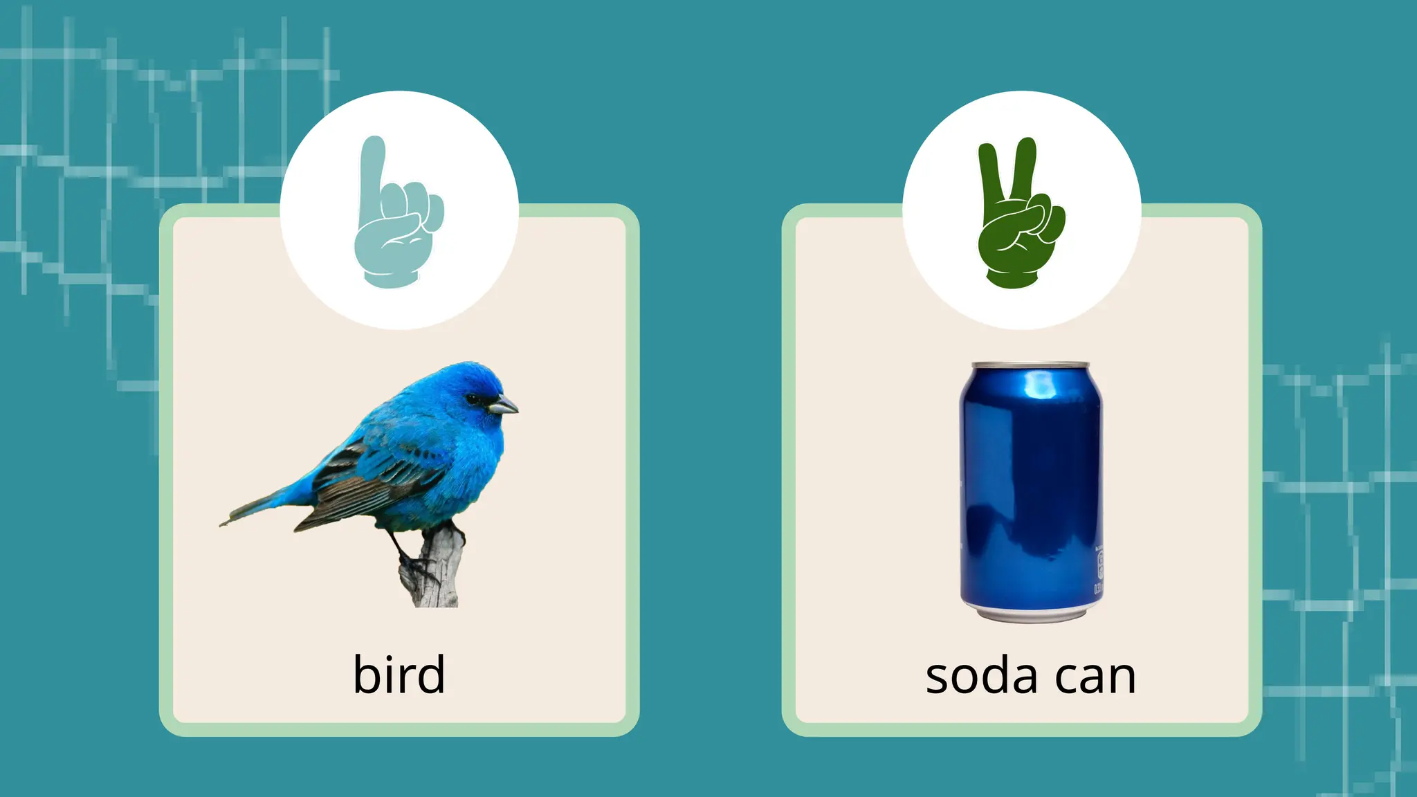bird soda can
 