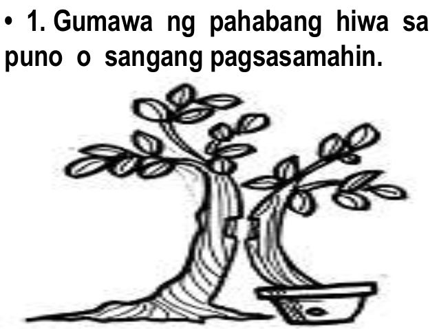 Ano Ano Ang Mga Paraan Ng Pagpaparami Ng Halaman Ano Ano Ang Mga Paraan Ng Pagpaparami Ng Halaman