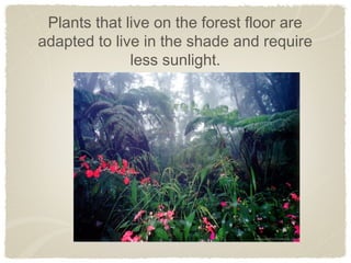 Grade 4 Adaptation Slides Ppt