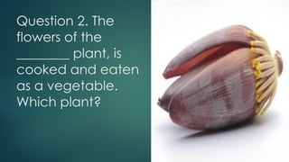 Question 2. The
flowers of the
________ plant, is
cooked and eaten
as a vegetable.
Which plant?
 