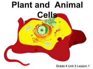 Plant and Animal
Cells
Grade 4 Unit 3 Lesson 1
 