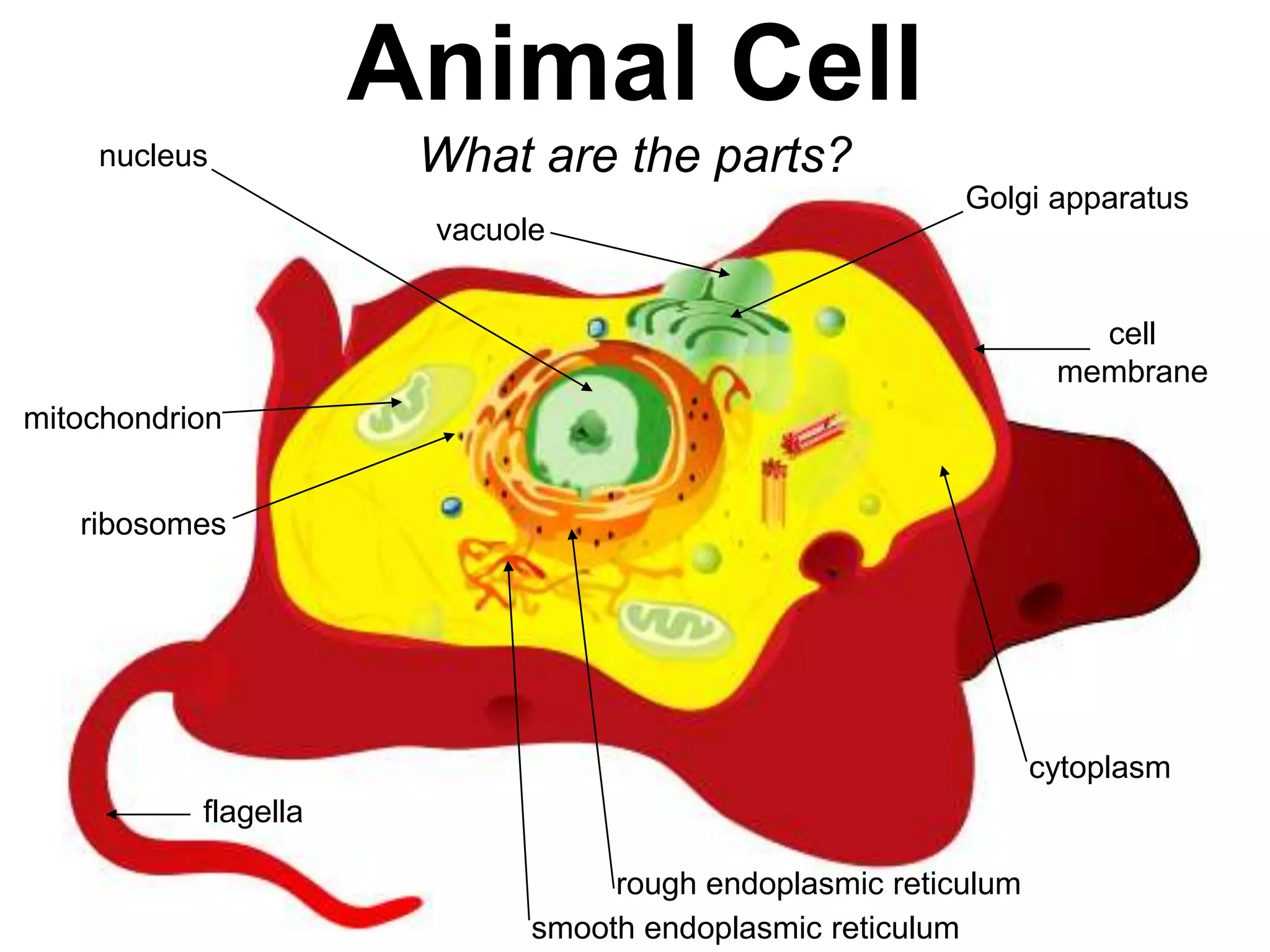Grade 4 Unit 3 Lesson 1 Plant & Animal Cells (1).ppt