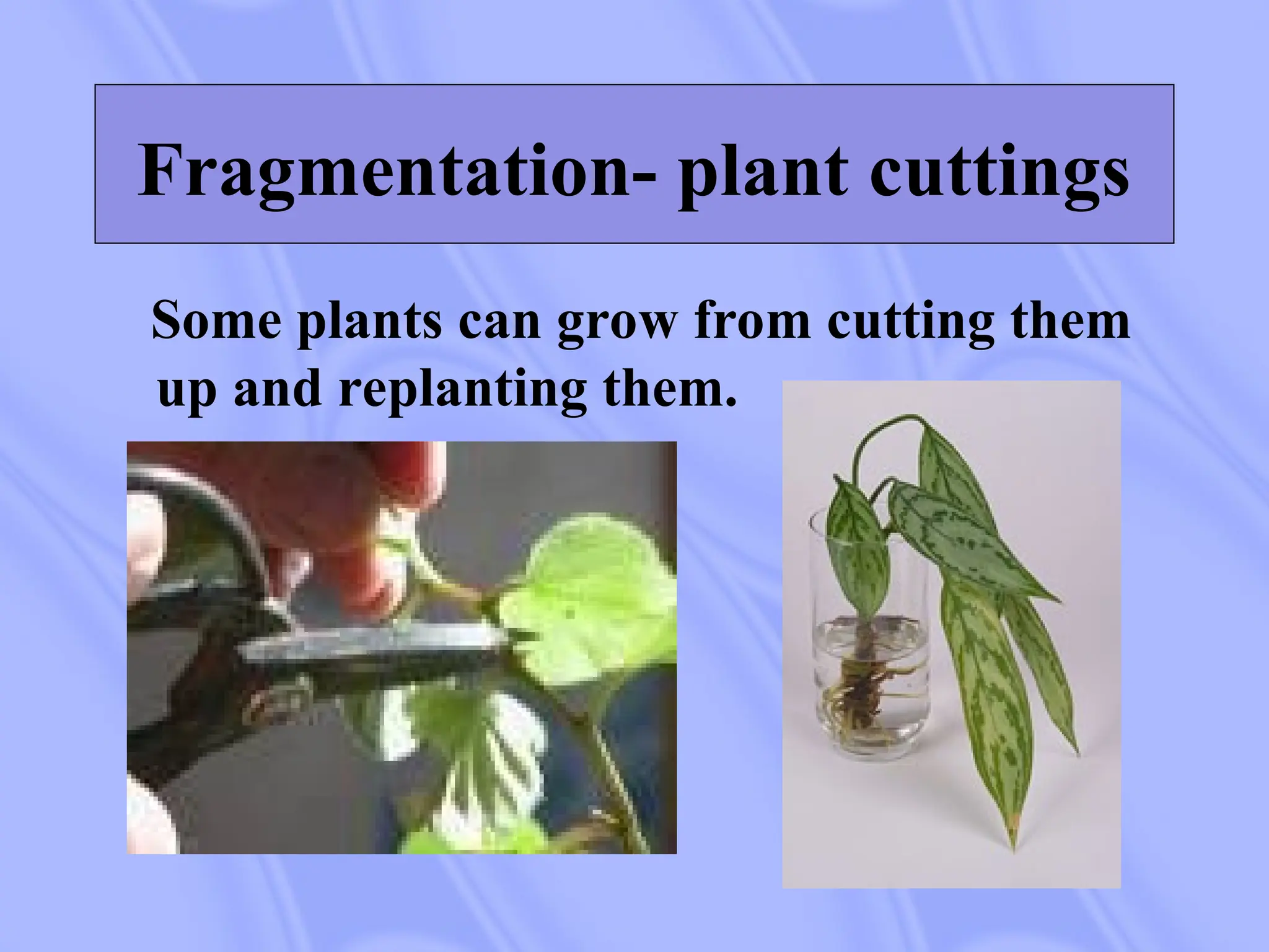Fragmentation- plant cuttings
Some plants can grow from cutting them
up and replanting them.
 