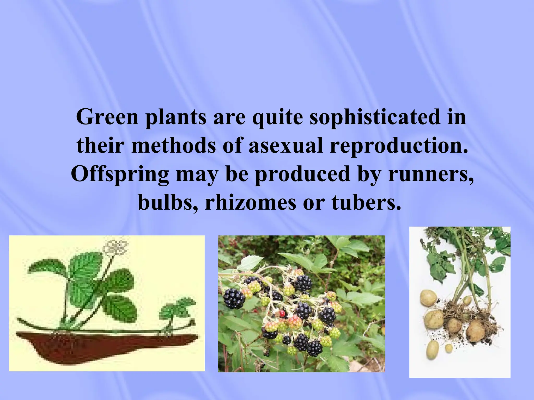 Green plants are quite sophisticated in
their methods of asexual reproduction.
Offspring may be produced by runners,
bulbs, rhizomes or tubers.
 