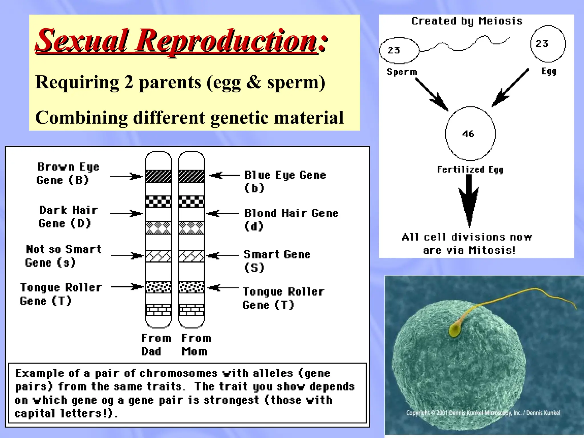 Sexual Reproduction
Sexual Reproduction:
:
Requiring 2 parents (egg & sperm)
Combining different genetic material
 