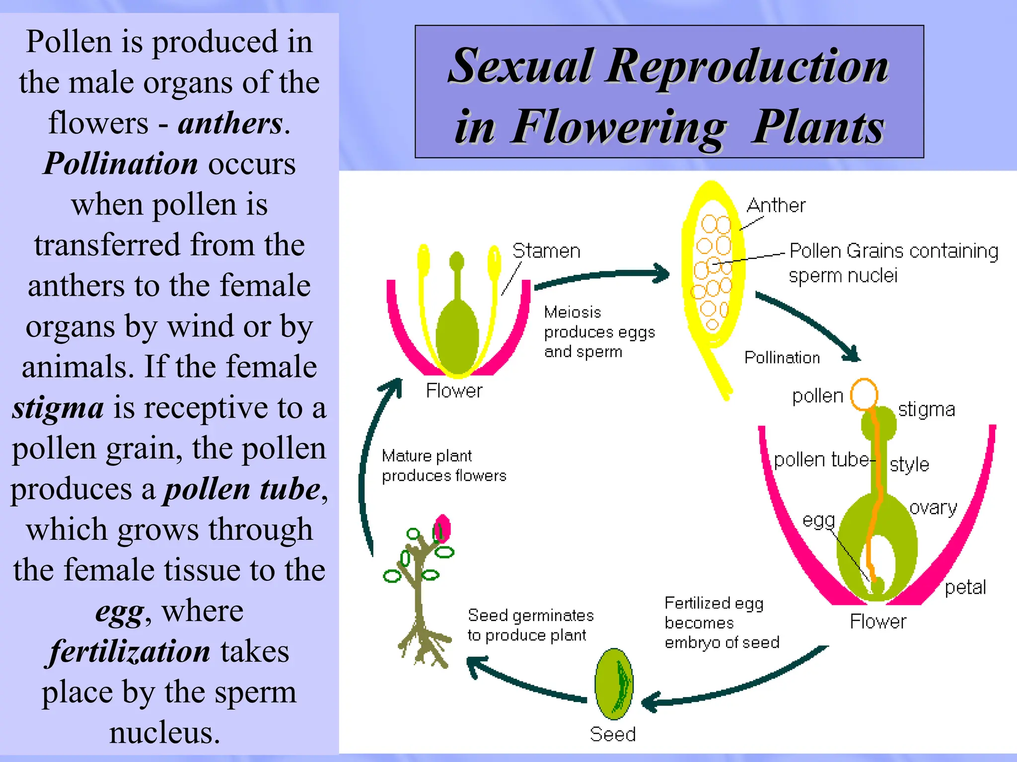 Pollen is produced in
the male organs of the
flowers - anthers.
Pollination occurs
when pollen is
transferred from the
anthers to the female
organs by wind or by
animals. If the female
stigma is receptive to a
pollen grain, the pollen
produces a pollen tube,
which grows through
the female tissue to the
egg, where
fertilization takes
place by the sperm
nucleus.
Sexual Reproduction
Sexual Reproduction
in Flowering Plants
in Flowering Plants
 