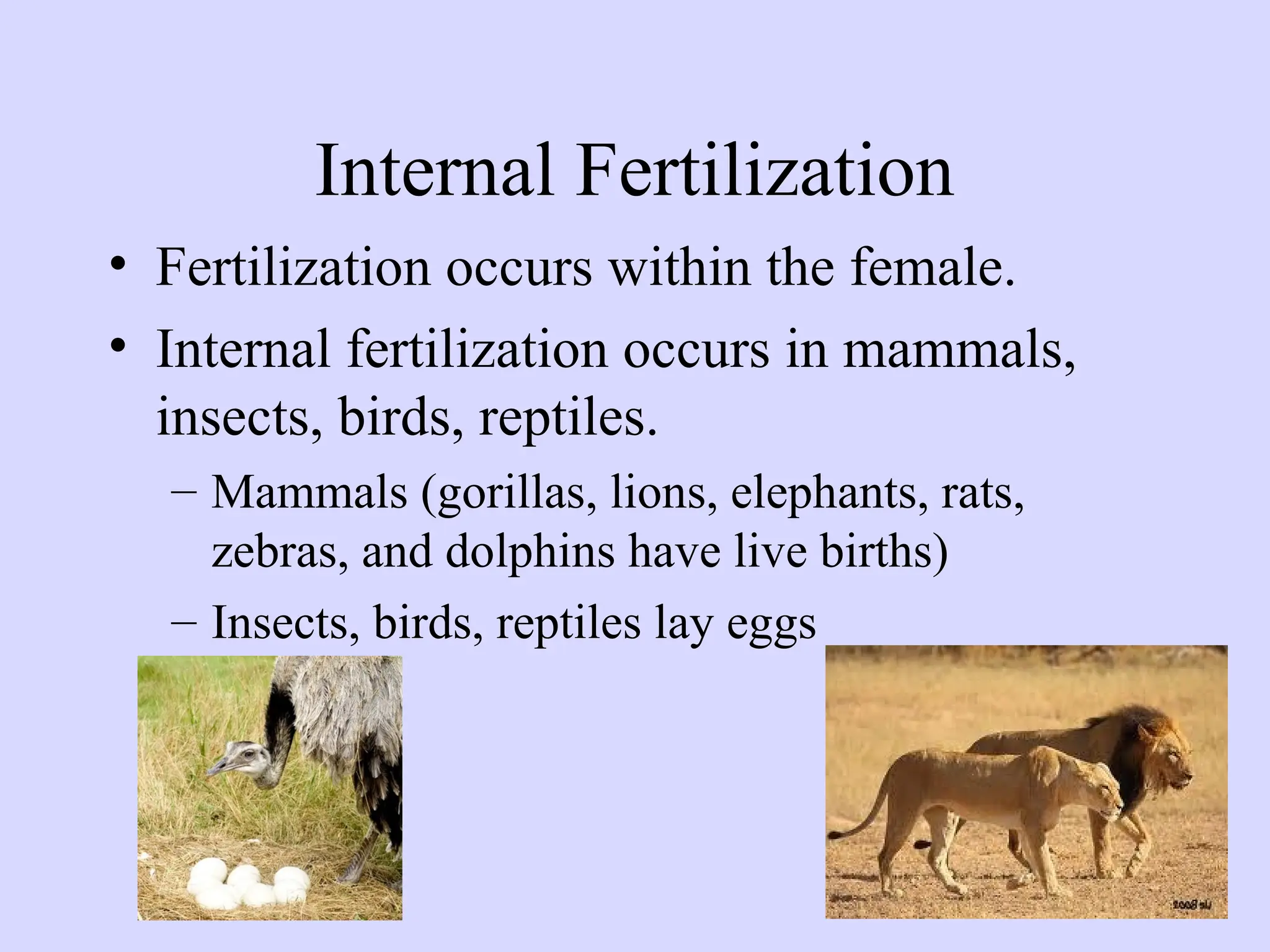 Internal Fertilization
• Fertilization occurs within the female.
• Internal fertilization occurs in mammals,
insects, birds, reptiles.
– Mammals (gorillas, lions, elephants, rats,
zebras, and dolphins have live births)
– Insects, birds, reptiles lay eggs
 