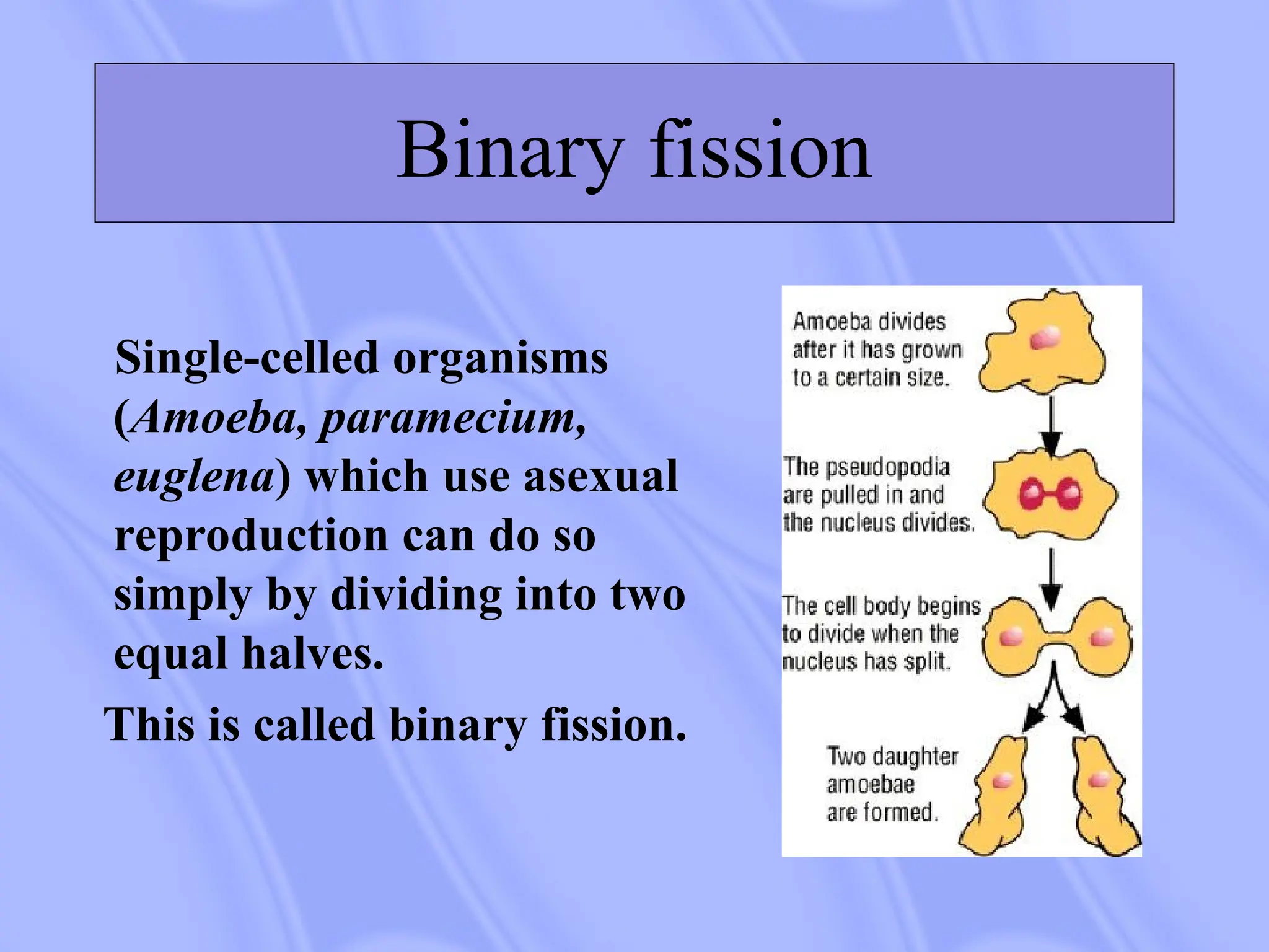 Binary fission
Single-celled organisms
(Amoeba, paramecium,
euglena) which use asexual
reproduction can do so
simply by dividing into two
equal halves.
This is called binary fission.
 