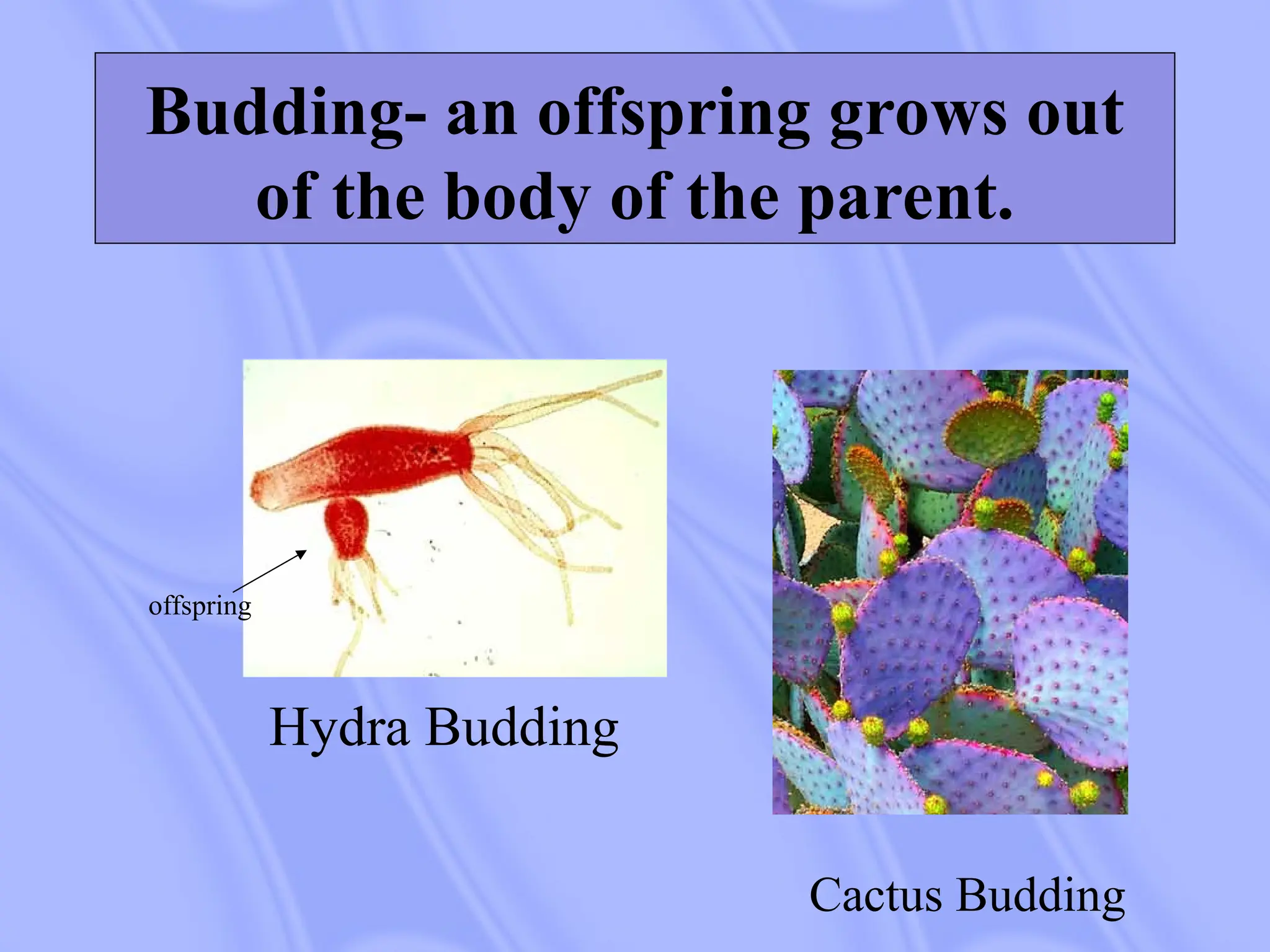 Budding- an offspring grows out
of the body of the parent.
Hydra Budding
offspring
Cactus Budding
 