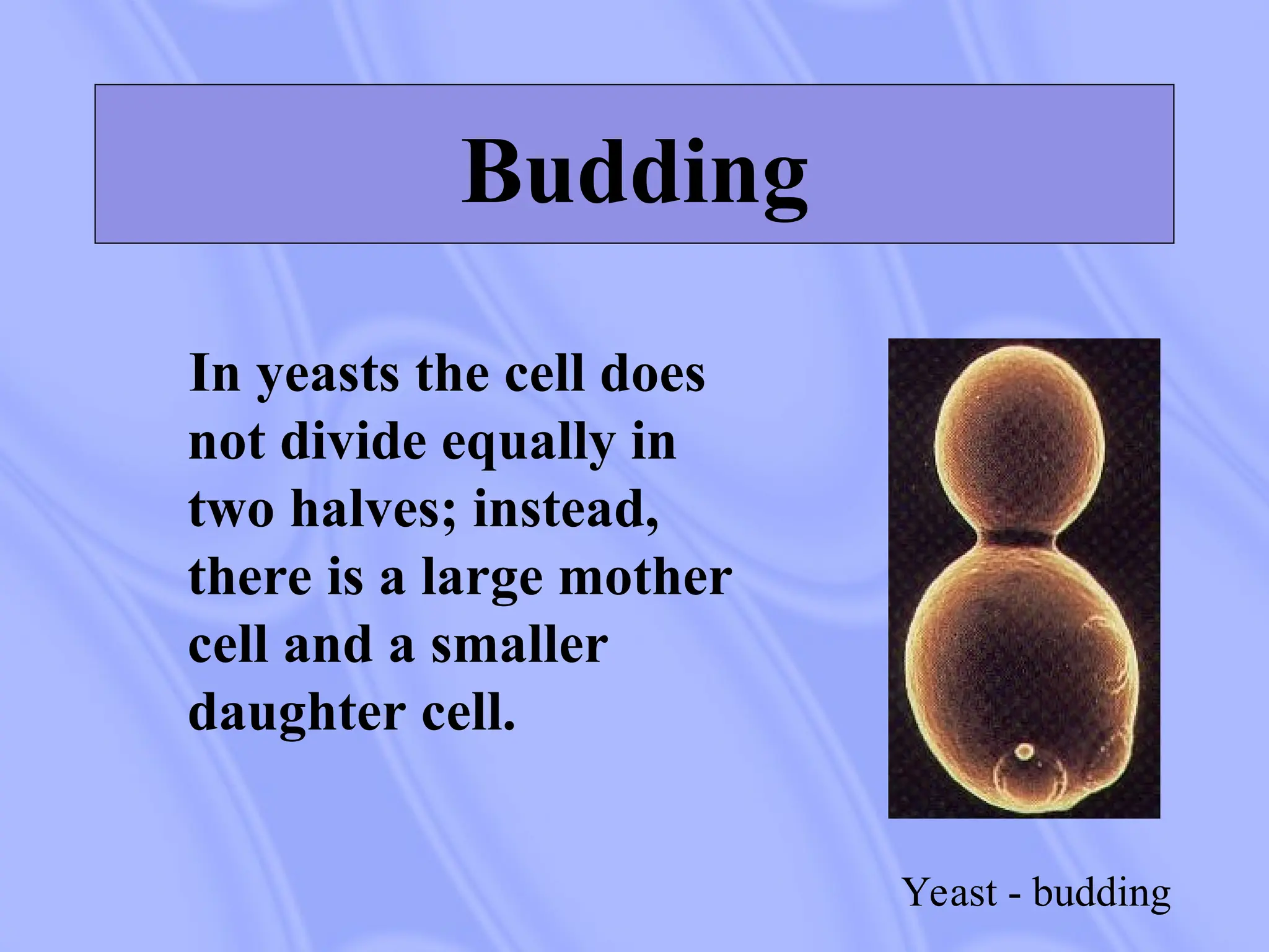 Yeast - budding
Budding
In yeasts the cell does
not divide equally in
two halves; instead,
there is a large mother
cell and a smaller
daughter cell.
 