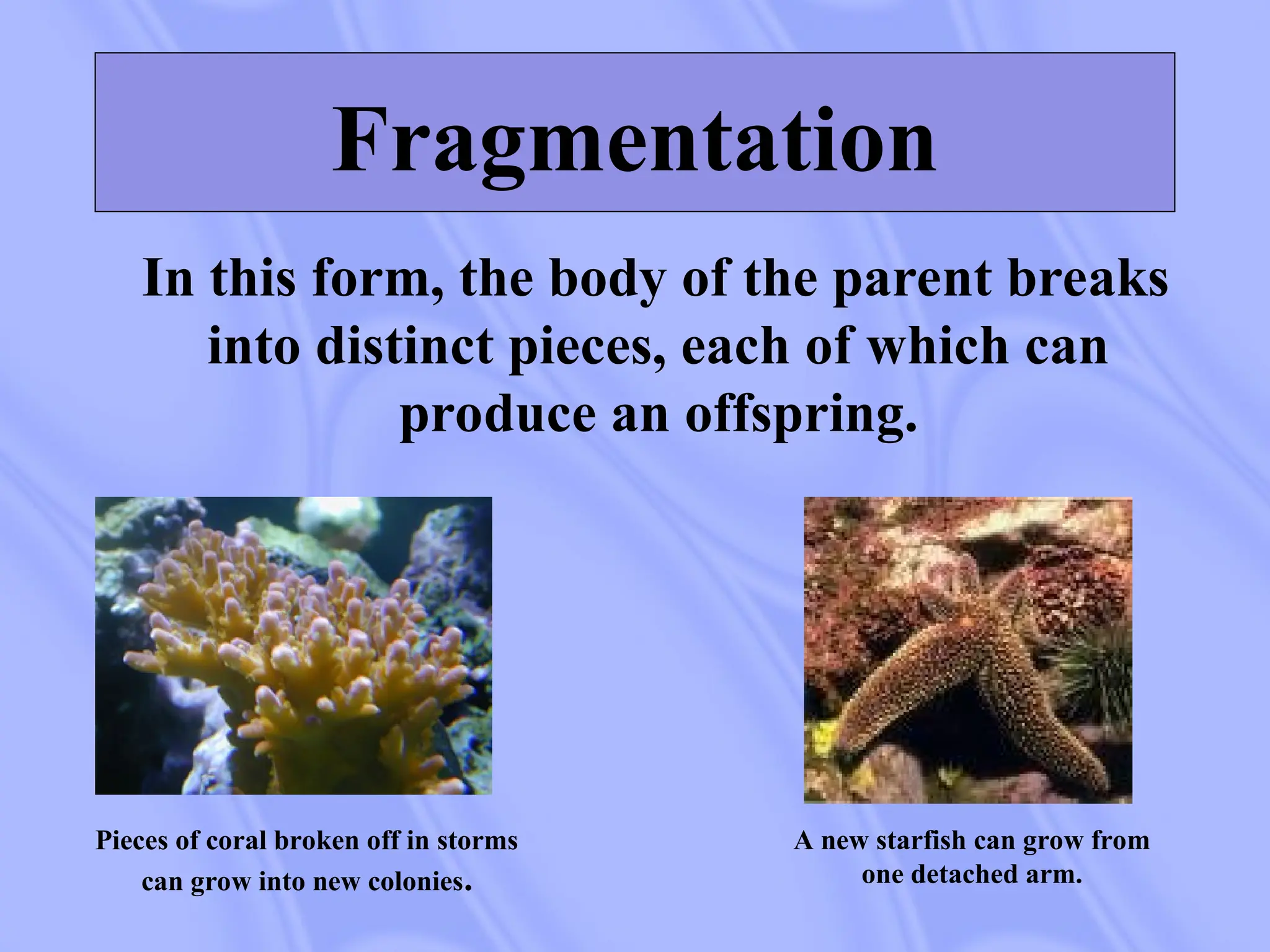 Fragmentation
In this form, the body of the parent breaks
into distinct pieces, each of which can
produce an offspring.
Pieces of coral broken off in storms
can grow into new colonies.
A new starfish can grow from
one detached arm.
 
