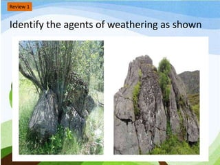 Review 1
Identify the agents of weathering as shown
 