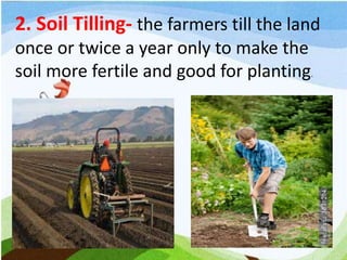 2. Soil Tilling- the farmers till the land
once or twice a year only to make the
soil more fertile and good for planting.
 