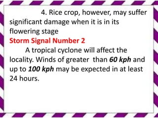 4. Rice crop, however, may suffer
significant damage when it is in its
flowering stage
Storm Signal Number 2
A tropical cyclone will affect the
locality. Winds of greater than 60 kph and
up to 100 kph may be expected in at least
24 hours.
 