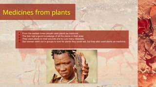 Medicines from plants
From the earliest times people used plants as medicine.
The San had a good knowledge of all the plants in their area.
They used plants to treat wounds and to cure many diseases.
San women went out in groups to look for plants they could eat, but they also used plants as medicine.
 