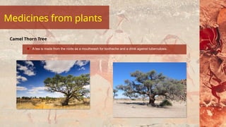 A tea is made from the roots as a mouthwash for toothache and a drink against tuberculosis.
Camel Thorn Tree
Medicines from plants
 