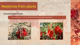 It was used to wash and clean wounds and was drunk as a tea to reduce fever.
Cancerboss (Sutherlandia)
Medicines from plants
 