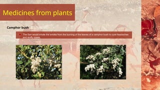 The San would inhale the smoke from the burning of the leaves of a camphor bush to cure headaches
and stuffy noses.
Camphor bush
Medicines from plants
 