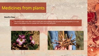 The devil’s claw roots were used to treat pain and problems that occurred during pregnancy. It is now
used in the present time for people who have sore and stiff joints.
Devil’s Claw
Medicines from plants
 