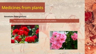 The roots were used as a remedy for coughs and stomach problems.
Geranium (Pelargonium)
Medicines from plants
 