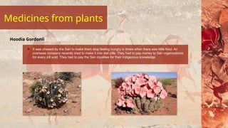 It was chewed by the San to make them stop feeling hungry in times when there was little food. An
overseas company recently tried to make it into diet pills. They had to pay money to San organizations
for every pill sold. They had to pay the San royalties for their indigenous knowledge.
Hoodia Gordonii
Medicines from plants
 