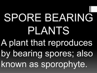 SPORE BEARING
PLANTS
A plant that reproduces
by bearing spores; also
known as sporophyte.
 