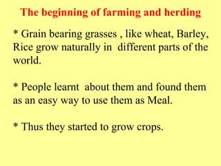 The beginning of farming and herding
* Grain bearing grasses , like wheat, Barley,
Rice grow naturally in different parts of the
world.
* People learnt about them and found them
as an easy way to use them as Meal.
* Thus they started to grow crops.
 