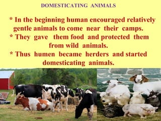 DOMESTICATING ANIMALS
* In the beginning human encouraged relatively
gentle animals to come near their camps.
* They gave them food and protected them
from wild animals.
* Thus humen became herders and started
domesticating animals.
 