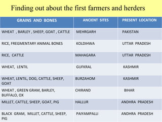 GRAINS AND BONES ANCIENT SITES PRESENT LOCATION
WHEAT , BARLEY , SHEEP, GOAT , CATTLE MEHRGARH PAKISTAN
RICE, FREGMENTARY ANIMAL BONES KOLDIHWA UTTAR PRADESH
RICE, CATTLE MAHAGARA UTTAR PRADESH
WHEAT, LENTIL GUFKRAL KASHMIR
WHEAT, LENTIL, DOG, CATTLE, SHEEP,
GOAT
BURZAHOM KASHMIR
WHEAT , GREEN GRAM, BARLEY,
BUFFALO, OX
CHIRAND BIHAR
MILLET, CATTLE, SHEEP, GOAT, PIG HALLUR ANDHRA PRADESH
BLACK GRAM, MILLET, CATTLE, SHEEP,
PIG
PAIYAMPALLI ANDHRA PRADESH
Finding out about the first farmers and herders
 