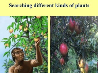 Searching different kinds of plants
 