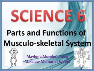Parts and Functions of
Musculo-skeletal System
Maylene Morales- Tubig
M.Kalaw Memorial School
 