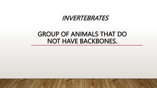 INVERTEBRATES
GROUP OF ANIMALS THAT DO
NOT HAVE BACKBONES.
 