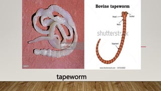 tapeworm
 