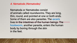 4. Nematoda (Nematodes)
Nematoda or Nematodes consist
of animals called roundworms. They are long,
thin, round, and pointed at one or both ends.
Some of them are also parasites. The ascaris
lives in the intestines of the human beings. The
hookworm, another parasite, enters the human
body by boring through the skin
in the feet.
 