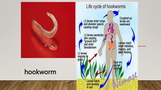 hookworm
 