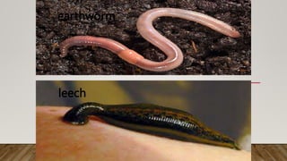 earthworm
leech
 