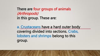 There are four groups of animals
(Arthropods)
in this group. These are:
a. Crustaceans have a hard outer body
covering divided into sections. Crabs,
lobsters and shrimps belong to this
group.
 