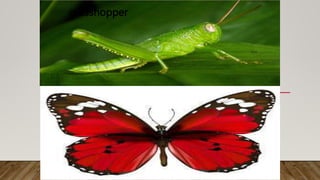 grasshopper
butterfly
 