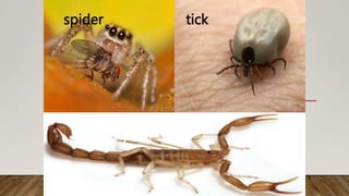 tick
spider
scorpion
 