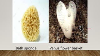 Bath sponge
Bath sponge
Venus flower basket
 
